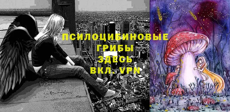 Псилоцибиновые грибы мицелий  Кириллов 